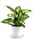 Difenbahya Bitkisi (Dieffenbachia Compacta) Ruby Beyaz Saksılı 30-40CM 1