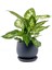 Difenbahya Bitkisi (Dieffenbachia Compacta) Curvy Antrasit Saksılı 30-40CM 1