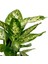 Difenbahya Bitkisi (Dieffenbachia Compacta) Curvy Terra Cotta Saksılı 30-40CM 2