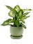 Difenbahya Bitkisi (Dieffenbachia Compacta) Curvy Yeşil Saksılı 30-40CM 1
