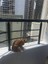 2,50 x 16 mt Balkon Kedi Güvenlik Filesi Kedi Ağı Kalın Balkon Kuş Güvercin Önleme Ağı 1