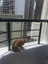 2,50 x 6 Metre Balkon Kedi Güvenlik Filesi Kedi Ağı Kalın Balkon Kuş Güvercin Önleme Ağı 2