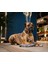 Matrix 2.0 Köpek Gezdirme Kayışı - Stone (L) 2