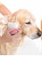 Şampuan Hazneli Kedi ve Köpek Evcil Hayvan Yıkama Fırçası Silikon Pembe 1