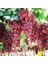 Üzüm Al ( Red Globe ) Üzüm Fidanı 60-100 cm Tüplü 1