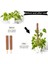 Hindistan Cevizi Yosunu Totem Uzatma Direği Çubuğu-4 x 15,7 Inç Hindistan Cevizi Totem Direği 1 x 20 M Bahçe Büküm Kravat-Kahverengi (Yurt Dışından) 3