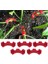 Bitki Eğitmeni-10 * Bender-Kırmızı (Yurt Dışından) 5