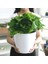 Bonsai Saksısı Hafif Tembel Tip Çatlama Önleyici Ekici Saksı (Yurt Dışından) 5