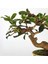 Bonsai Seti-1 x Bonsai Tel Kesici 1 x 1,0 mm Kahverengi Bonsai Teli 3 x 1,5 mm Kahverengi Bonsai Telleri 1 x 2,0 mm Kahverengi Bonsai Tel-Kahverengi (Yurt Dışından) 1