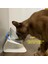 Beyaz Tek Stil Kedi Kase Köpek Kase Kaymaz Çift Standlı Pet Besleme Kedi Su Kasesi Kediler Için Mama Köpekler Için Pet Kaseler Besleyici Ürün Malzemeleri (Yurt Dışından) 2