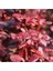 Berberis Thunbergii Red Rocket (Red Roket Kadıntuzluğu) 25-40 cm 1