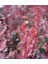 Berberis Thunbergii Red Rocket (Red Roket Kadıntuzluğu) 25-40 cm 2