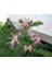 Gravilla ( Grevillea Cherry Cluster ) 70-100 cm 1