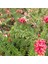 Gravilla ( Grevillea Cherry Cluster ) 70-100 cm 2