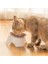 X022 Stili Pet Kedi Kase Standlı Kaymaz Su Mama Besleyici Şeffaf Eğimli Kedi Kulak Şekli Yuvarlak Köpek Aksesuarı Yeni (Yurt Dışından) 4