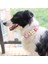 Bej Tarzı S Beden Özelleştirilmiş Naylon Köpek Yaka Köpek Etiketi Tasmaları Baskılı Personalzied Orta Büyük Köpekler Için Pet Adı Yaka Tabela (Yurt Dışından) 5