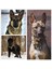Yeşil Stil L Boyutu Benepaw Ağır Hizmet Tipi Taktik Köpek Tasması Saplı Dayanıklı Ayarlanabilir Evcil Hayvan Tasması Orta Büyük Köpekler Için Alman Eğitim Çoban (Yurt Dışından) 3
