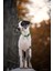 Siyah Stil Xl Boyutu Truelove Pet Köpek Tasması Naylon Ayarlanabilir Dokuma Yastıklı Yumuşak Yansıtıcı Dayanıklı Ağır Hizmet Eğitimi Özel Lüks Kedi TLC5011 (Yurt Dışından) 3