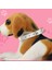 Pembe Tarzı 1.5X30CM Alaşım Toka Deri Köpek Tasması Kedi Yaka Boyutu Ayarlanabilir Küçük ve Orta Köpek Yavru Yaka Köpek Malzemeleri (Yurt Dışından) 4