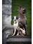 Siyah Stil S Beden Truelove Pet Köpek Tasması Naylon Ayarlanabilir Dokuma Yastıklı Yumuşak Yansıtıcı Dayanıklı Ağır Hizmet Eğitimi Özel Lüks Kedi TLC5011 (Yurt Dışından) 4
