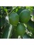Tahiti Lime Içi Dışı Yeşil Bol Sulu Limon Fidanı 1