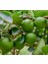 Tahiti Lime Içi Dışı Yeşil Bol Sulu Limon Fidanı 2