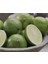 Tahiti Lime Içi Dışı Yeşil Bol Sulu Limon Fidanı 3