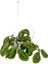 Maranta Leuconeura Lemon Lime - Dua Çiçeği - Askılı Saksıda 1