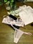 Babypink 1