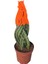 Örgülü Sansevieria Renkli Paşa Kılıcı Çiçeği 30-40 cm Canlı Ev Ofis Salon Bitkisi 1