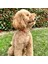 Jesspecial Mavi Ip Kedi Köpek Kolyesi Charm Uçlu 2