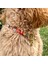 Jesspecial Mavi Ip Kedi Köpek Kolyesi Charm Uçlu 3