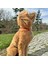 Jesspecial Kırmızı Ip Kedi Köpek Kolyesi Charm Uçlu Gümüş Rengi 3