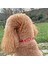 Jesspecial Kırmızı Ip Kedi Köpek Kolyesi Charm Uçlu Gümüş Rengi 4