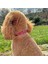 Jesspecial Mor Ip Kedi Köpek Kolyesi Charm Uçlu Gümüş Rengi 4