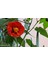 Mini Fidan Nar Rengi Ağaç Güzelhatmi Çiçeği, Çin Çanı, Ağaç Küpesi, Abutilon Çiçeği, Pet Bardakta 1