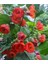 Mini Fidan Nar Rengi Ağaç Güzelhatmi Çiçeği, Çin Çanı, Ağaç Küpesi, Abutilon Çiçeği, Pet Bardakta 4