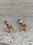 Rose Gold Kalp Çelik Küpe 2