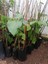 Tamarillo (Domates AĞACI)50-70 cm Tüplüdür 5