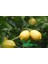 Tüplü Aşılı Eureka Limon Fidanı 2