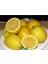 Tüplü Aşılı Eureka Limon Fidanı 3