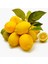 Tüplü Aşılı Eureka Limon Fidanı 4