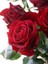 Gül Fidanı Rosa Laxa Kırmızı 1