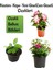 Küstüm Çiçeği 1 Adet ( 8/10CM) +Cam Güzeli Çiçeği 10-15CM+KÜPE ÇIÇEĞI(10-20CM) 1