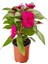 Küstüm Çiçeği 1 Adet ( 8/10CM) +Fuşya Rengi Cam Güzeli 10-15CM+KÜPE ÇIÇEĞI(10-20CM) 3