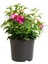 Küstüm Çiçeği 1 Adet ( 8/10CM) +Fuşya Rengi Cam Güzeli 10-15CM+KÜPE ÇIÇEĞI(10-20CM) 4