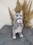Kedi Polyester Biblo Model 1 1