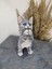 Kedi Polyester Biblo Model 1 5