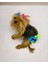 Blue Tufty Kemique's Secret Köpek Iç Çamaşırı Regl Külot Don 1