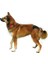 Hijyenik Köpek Külodu L 50–59 cm, Siyah 2